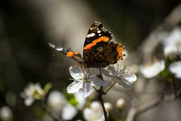 Butterfly. Spring flowers