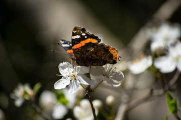Butterfly. Spring flowers