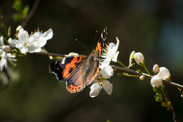 Butterfly. Spring flowers