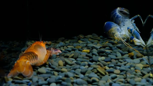 Cherax Destructor volcano moult in the aquarium     