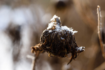 colorful thermoses on wooden table in winter forest