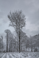 Fototapeta premium Herscheid im Winter