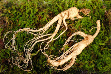 Wild Korean ginseng root. Wild ginseng can be processed to be red or white ginseng. Ginseng has been used in traditional medicine. - obrazy, fototapety, plakaty