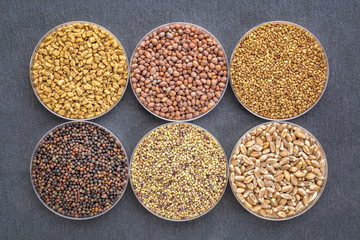 set of organic sprouting seeds