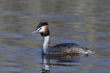 Great crested grebe (Podiceps cristatus)