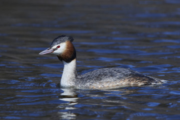 Great crested grebe (Podiceps cristatus)