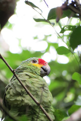 Papagei in Guatemala