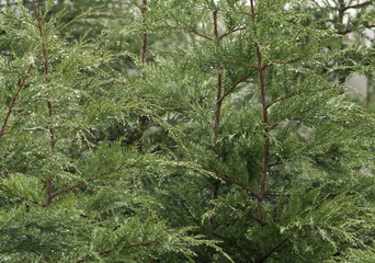 More raindrops on Leylandii