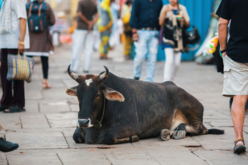 Cow lying on busy street of the Indian city.