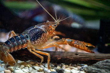 Crayfish or crawdad, they are great to eat and a big part of cajun cuisine .