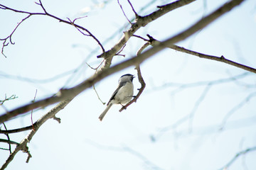 grey tit
