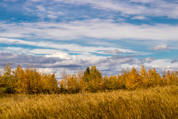 Fototapeta na wymiar Fall in all it's colourful glory. Calgary, Alberta, Canada
