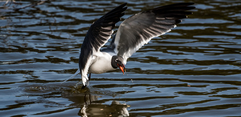 Laughing sea gull swoops down to pick up food on the water.