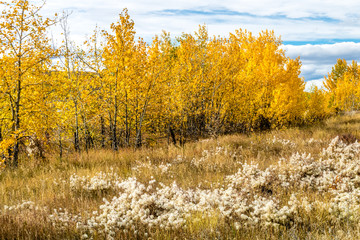 Fototapeta premium Fall in all it's colourful glory. Calgary, Alberta, Canada