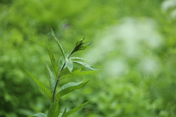 plant