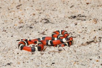 Fototapeta premium White Kingsnake (Lampropeltis elapsoides)