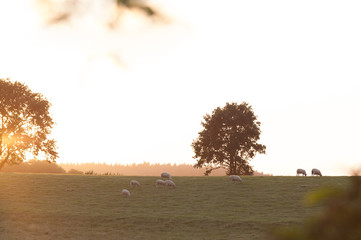 Sheep in a field with sunshine. Artistic glow effect added.