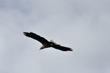 Seeadler