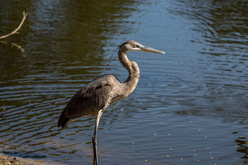 Great blue heron with water behind it. 
