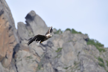 Seeadler