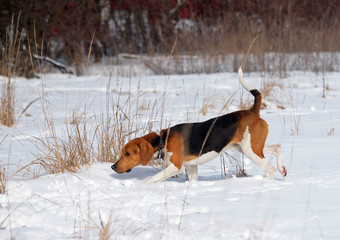 The young Estonian hound follows in the tracks at a training
