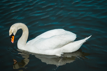 The portrait of the white swan