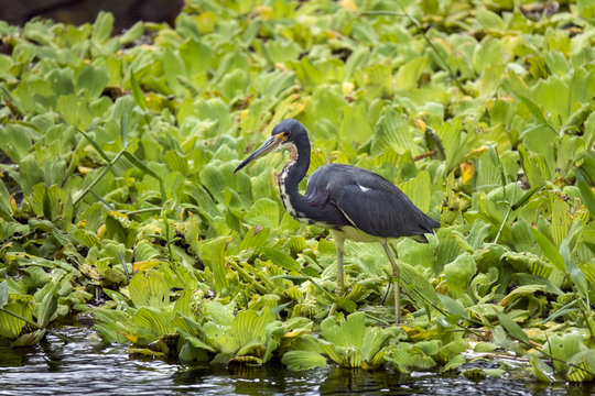 Tricolored Heron hunting