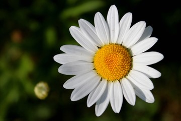 Fototapeta premium Chamomile flower close-up on dark background.