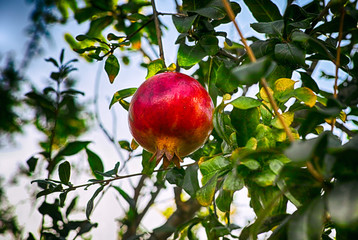Ripe pomegranate on the tree.