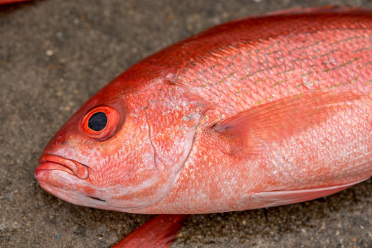 Red Snappers from the Gulf Of Mexico, fresh and on display after a fishing trip.