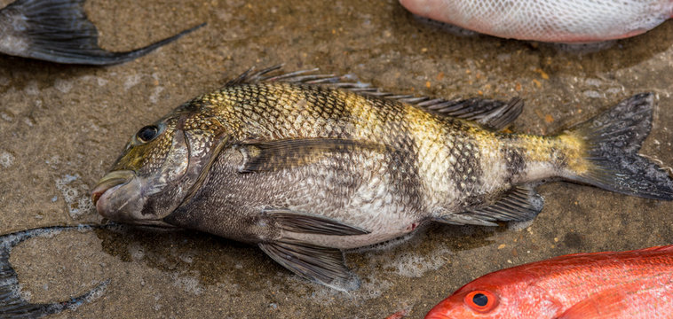 a sheepshead fish ready for market or the frying pan from the Gulf Of Mexico.