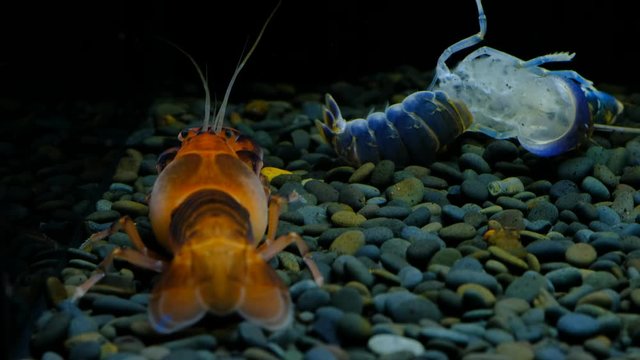 Cherax Destructor volcano moult in the aquarium     