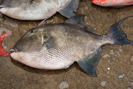 A Queen Trigger Fish Fresh From The Sea.