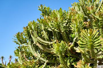 Baum große Kakteen auf Teneriffa