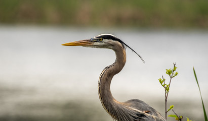 A great Blue heron rests on a branch near a freshwater pond in a nest refuge in the panhandle of Florida. 