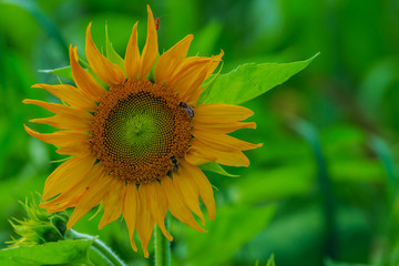 Sonnenblume 5