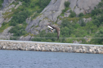 Seeadler
