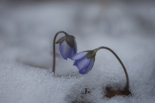 Hepatica Nobilis