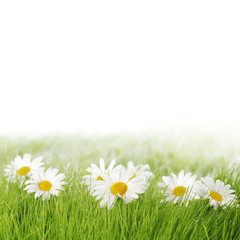 Fototapeta na wymiar Spring meadow with daisies