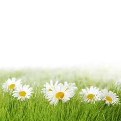 Photo sur Plexiglas Marguerites Spring meadow with daisies