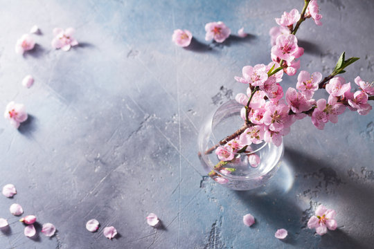 Fototapeta pink cherry blossom