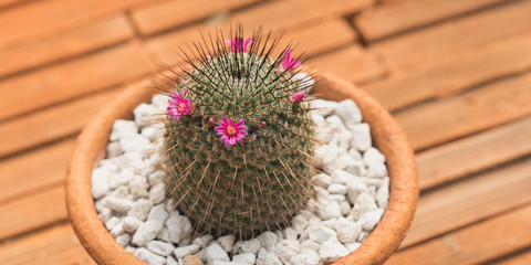 Cactus (Mammillaria) in a clay pot on clay tiles. Houseplant with pink flowers.