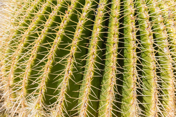 cactus of the exotic garden of Monaco