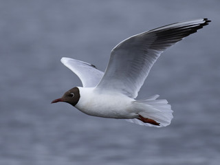 Black-headed gull (Chroicocephalus ridibundus)