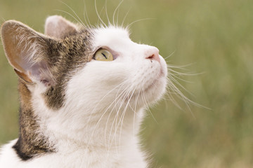 a cat is looking to the sky