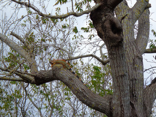 a green leguan is chilling at the tree