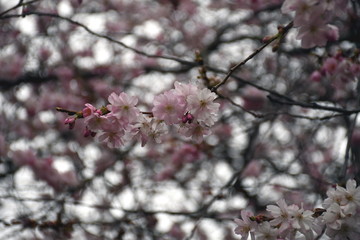 Kirschblüten Baum