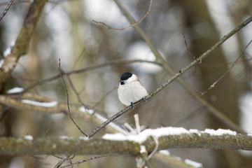 Grey tit
