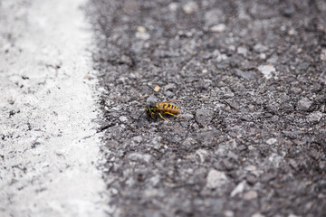 Wasp on the Ground