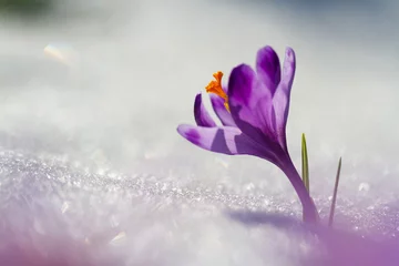 Photo sur Plexiglas Crocus Vue du crocus de fleurs de printemps en fleurs magiques poussant à partir de la neige dans la faune. Lumière du soleil étonnante sur le crocus de fleur de ressort